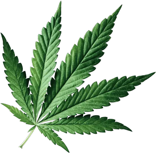 Leaf Fern Png Marijuana Leaf Transparent