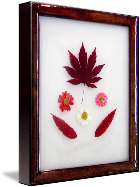 Japanese Maple Sumac Daisies By Monir Tadros Picture Frame Png Japanese Maple Png