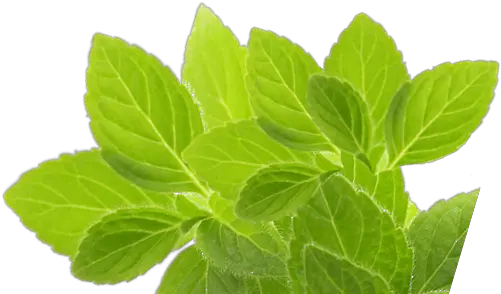 Herb Png Picture Stevia Rebaudiana Mint Leaves Png