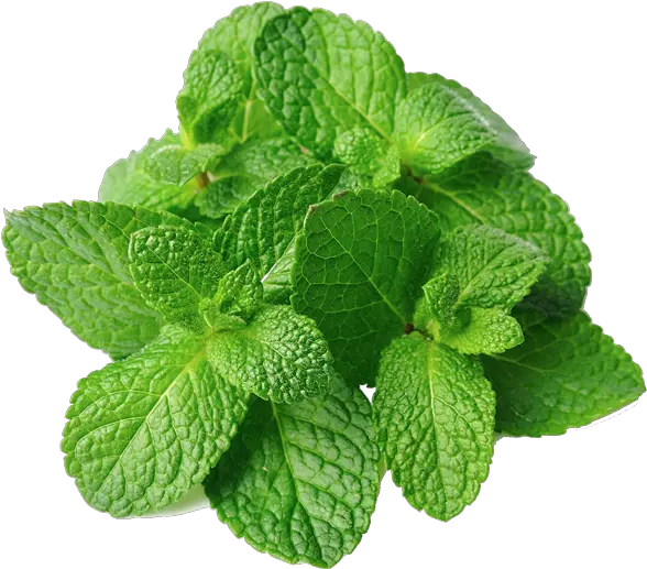 Download Mint Leaves Png Image With No Mint Leave Mint Leaves Png