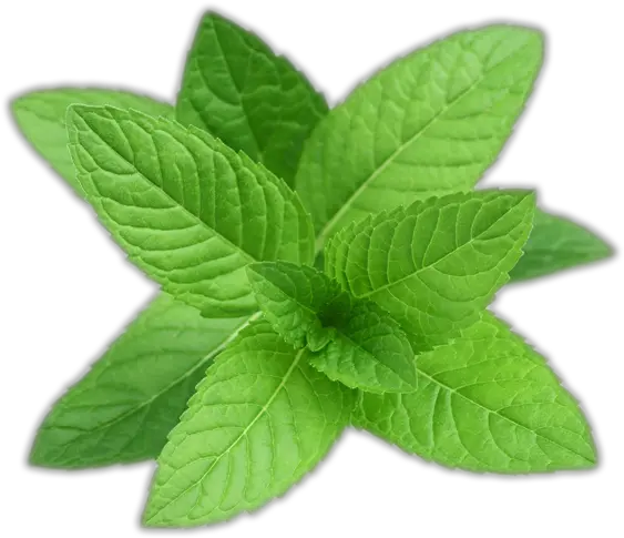 Mint Leaves Pepermint Peppermint Png Mint Leaves Png