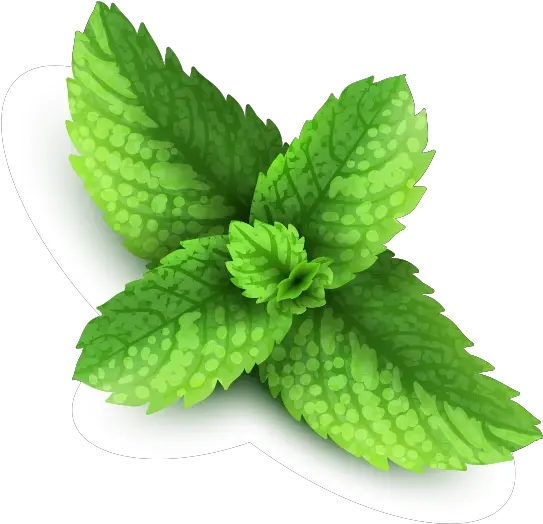 Peppermint Png Images Free Download Peppermint Png Mint Leaves Png