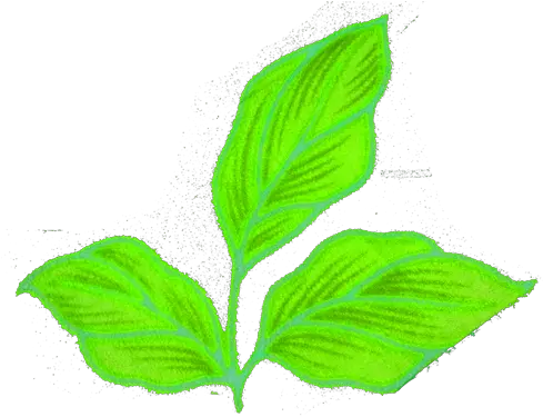 Nature Png Mint Leaves