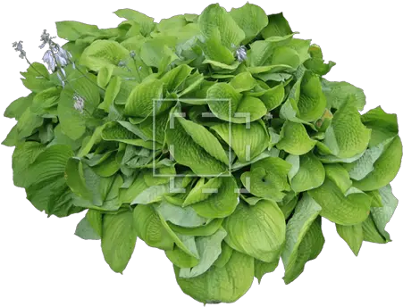 Shrub With Large Leaves Immediate Entourage Green Leafy Vegetables Png Mint Leaves Png