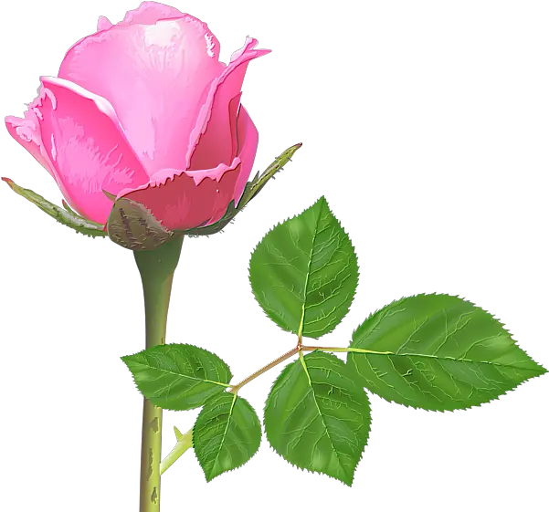 Pink Rose Flower Roses Flower Pink Rose Images Download Png Pink Roses Png