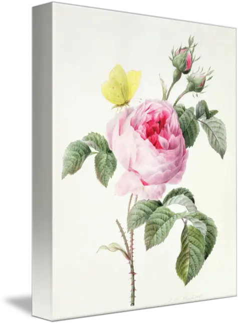 Pink Rose With Buds And A Brimstone Butterfly By The Fine Art Masters Pink Rose With Buds And A Brimstone Butterfly Png Pink Rose Transparent