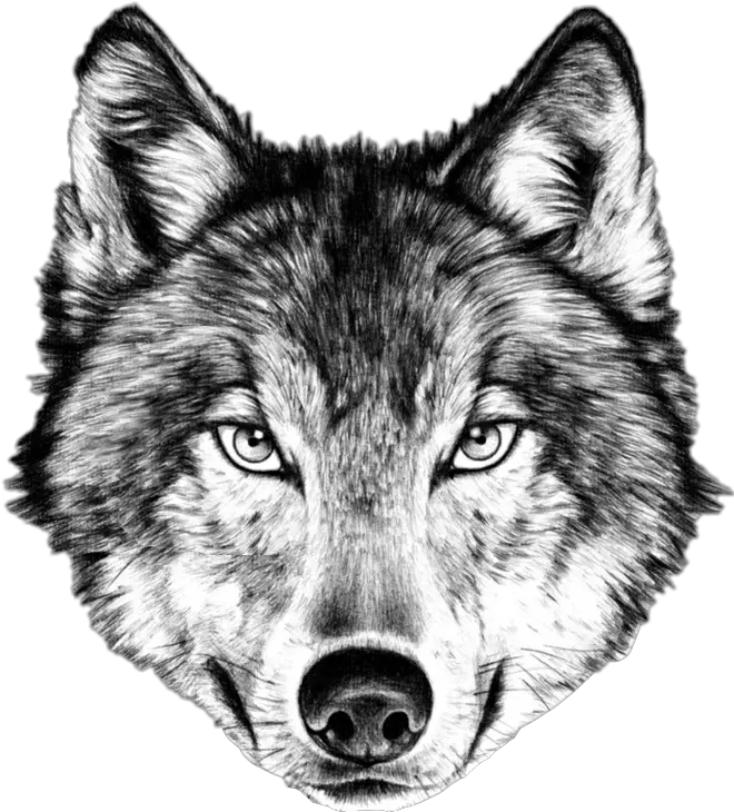 Wolf Face Drawing Transparent Png Its Not The Size Of The Dog He Fight Wolf Face Png