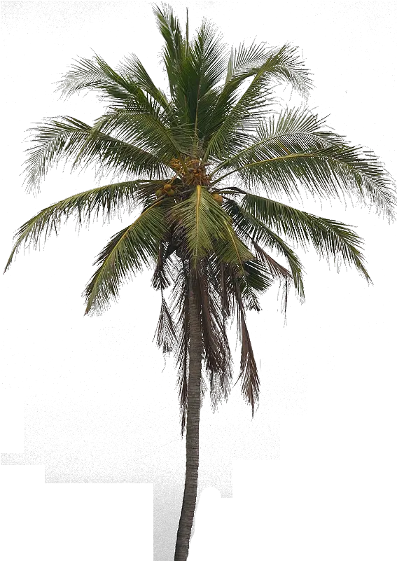 Coconut Tree Png Transparent Hd Photo All Real Coconut Tree Png Coconut Transparent