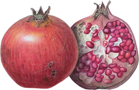 Art Transparent Pomegranates Fruit Pax Caelestis U2022 Margaret Ann Eden Png Pomegranate Transparent