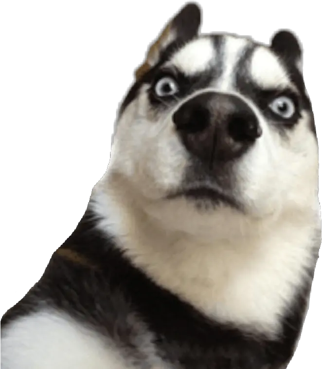 Husky Clipart Dog Collar Tag Funny Stickers Whatsapp Memes Png Funny Dog Png