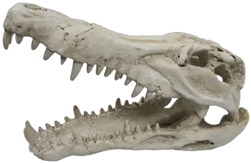 Urs Wolf Skull 240x130x130 Oswsk Tyrannosaurus Png Wolf Skull Png