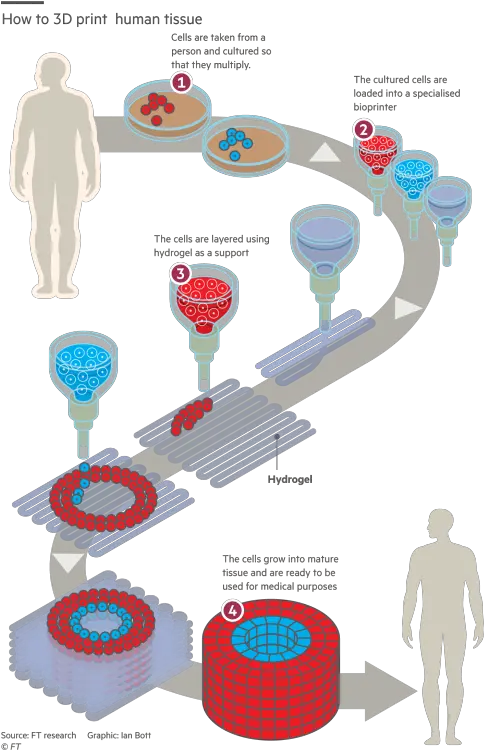 Library Of 3d Organ Printing Png Transparent Clip Art Liver Png