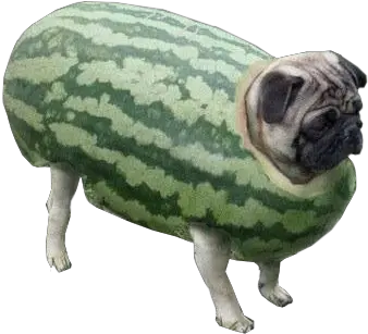 Transparent Pugs Watermelon Doggo Png Pug Transparent Background