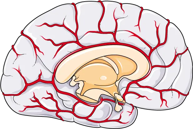 Chinese Academy Of Sciences Png Brain