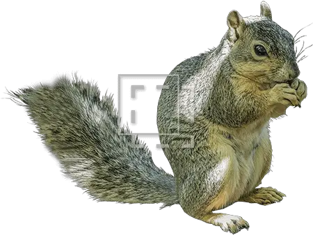 Squirrel Chowing Down Immediate Entourage Fox Squirrel Png Squirrel Transparent