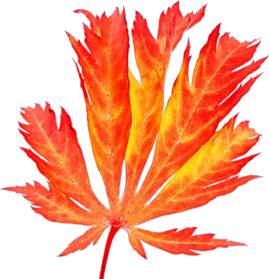 Red Maple Leaf In Autumn Photos By Canva Japanese Maple Png Japanese Maple Png