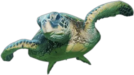 Sea Turtle Front View Transparent Png Sea Turtle Transparent Background Turtle Png