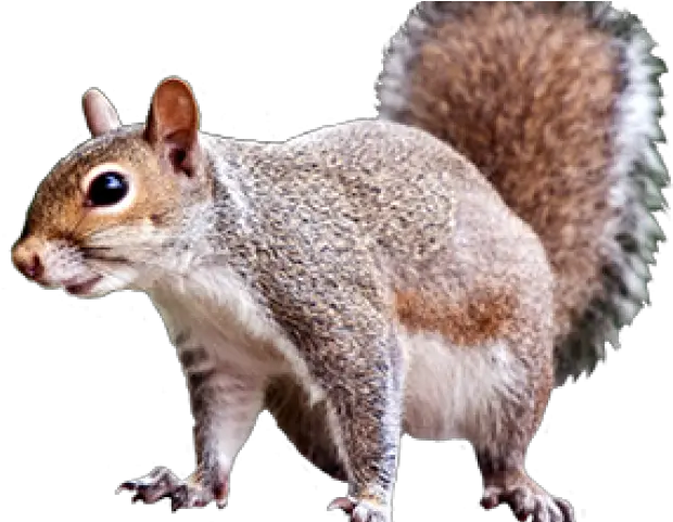 Clipart Squirrel Realistic Squirrel Clip Art Free Png Squirrel Transparent Background