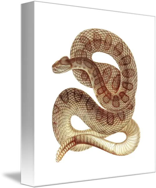 Prairie Rattlesnake Colorized By Chad Arment Rattlesnake Clip Art Png Rattlesnake Png