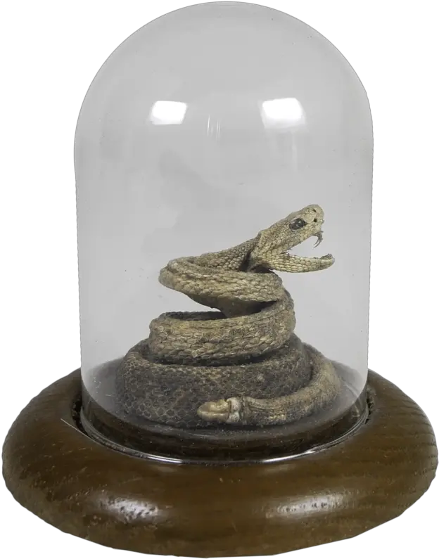 Download Small Rattlesnake In Glass Casing Full Size Png Serpent Rattlesnake Png