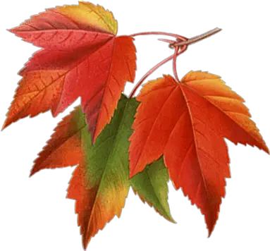 Autumn Leaves Clipart Png Photos 23483 Transparentpng Maple Leaves Transparent Background Leaves Clipart Png