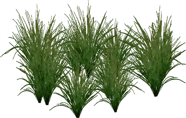 Free Fountain Grass Png Sedges Fountain Grass Png