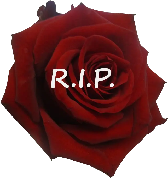 Rest In Peace Rose Related Keywords Lovely Png Rest In Peace Png