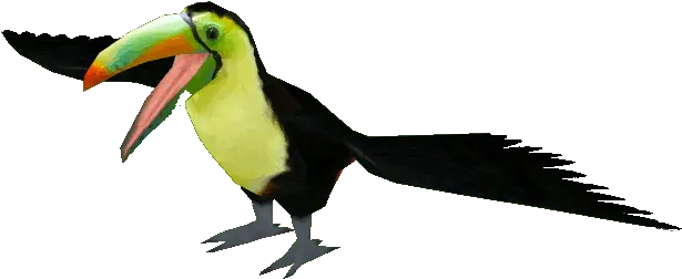 Keel Billed Toucan Png Image Keel Billed Toucan Gif Toucan Png