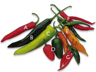 Chilli Peppers Vegetables Hot Chili Peppers Vegetable Png Pepper Transparent