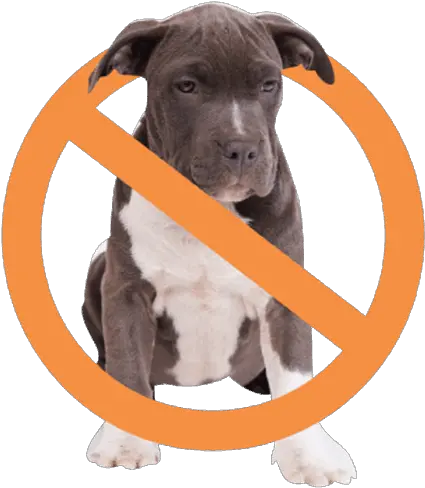 End Pitbull Discriminiation The Truth About Pitbulls Pitbulls Vicious Png Pitbull Png