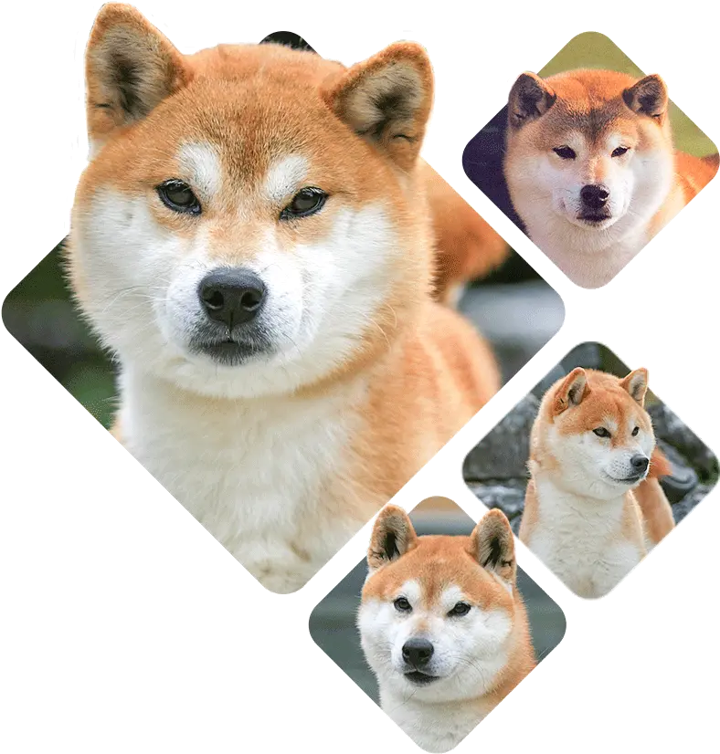 Genealogy Shiba Inu Specialized Breeder Akita Png Shiba Inu Transparent