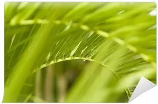 Palm Tree Frond Png Image Grass Palm Frond Png