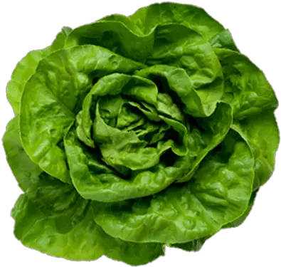 Lettuce Transparent Png Lettuce Salad Transparent Background