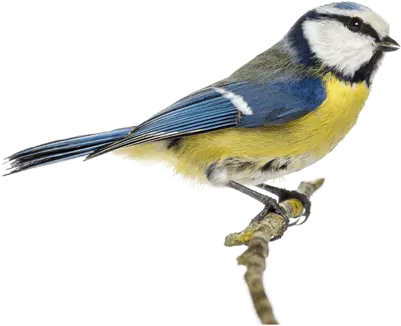 Bird Clipart Png Images Birds