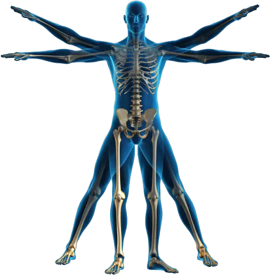 Body Png Image File Human Body Png Body Png