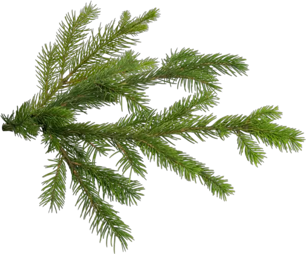 Pine Christmas Tree Branch Pine Tree Branch Png Branch Transparent
