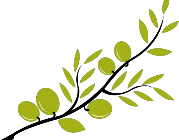 Branch Clipart Olive Olive Branches Vector Png Branches Png