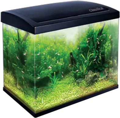 Classica Eco Aquarium Tank Eco Aquarium Png Fish Tank Png