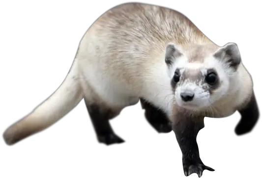 27 Ferret Png Images Are Free To Download Siyah Ayakl Da Gelincii Ferret Png