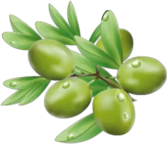 Olive Png And Vectors For Free Download Dlpngcom Olives Tags Olive Png