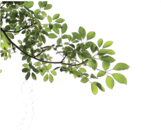 Download Branch Png Hq Image In Tree Branch Png Transparent Branch Png