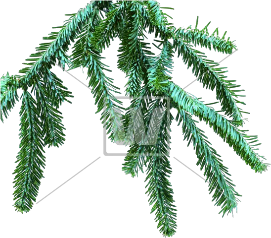 Spruce Branch Png Png Welcomia Imagery Stock Pine Branch Png