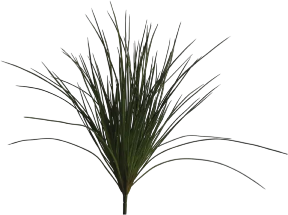 Download Hd Wild Grass Png Transparent Plants Wild Grass Png
