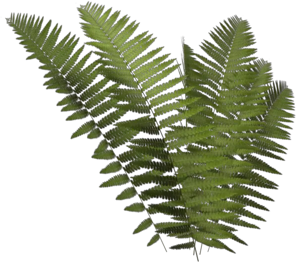 Fern Plan Png 1 Image Transparent Fern Leaf Png Fern Png