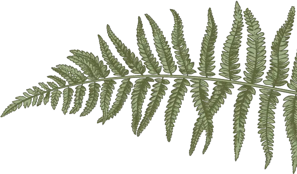 Fern Drawings Transparent Dried Leaves Aesthetic Png Fern Png