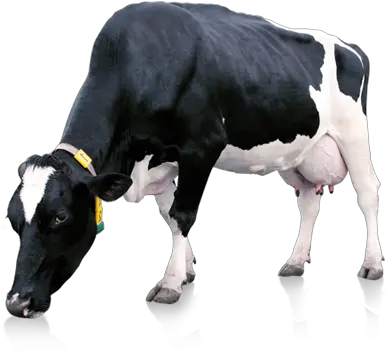 Download Hd Milk Cow Png Indian Milk Cow Png Cow Png