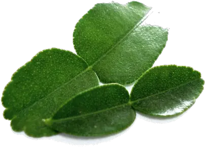 Kaffir Lime Leaves Png Free Download Png Mint Leaves Png