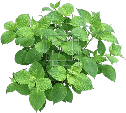 Hydrangea Branch Immediate Entourage Architectural Plant Free Png Hydrangea Png