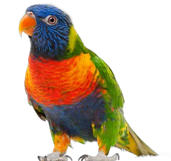 Parrot Icon Clipart Transparent Background Parrot Png Parrot Transparent