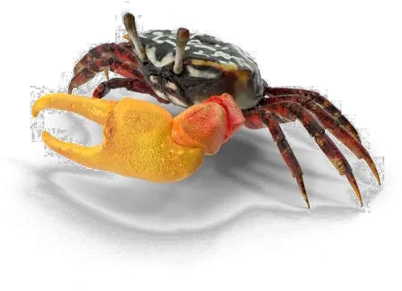 Crab Png Download Image Arts Fiddler Crab Crab Transparent